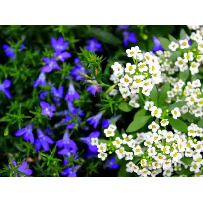 КОЛОКОЛЬЧИК