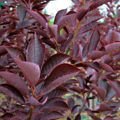 КРАСНЫЙ СЕЗОН