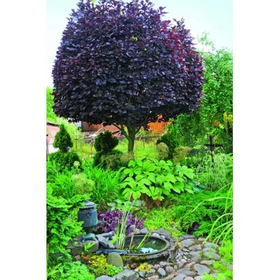 КРАСНЫЙ ШАТЕР