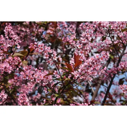 СИБИРСКАЯ КРАСАВИЦА