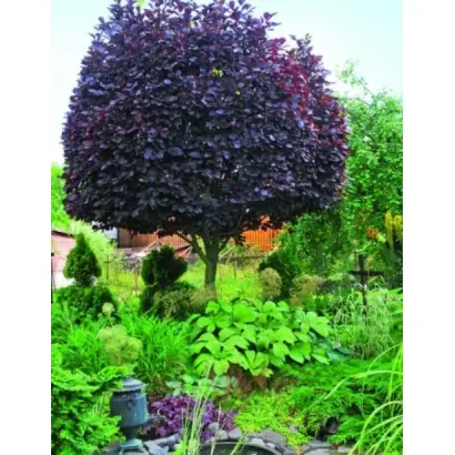 ПУРПУРНАЯ СВЕЧА