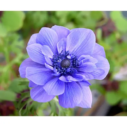 ГОЛУБОЕ ПЛАМЯ