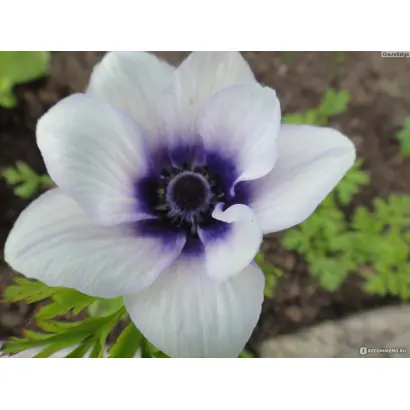 СНЕГУРОЧКА