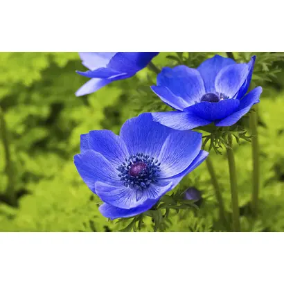 ОЧАРОВАНИЕ