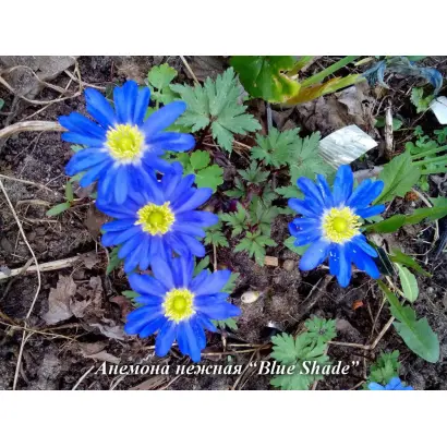 ВЕСЕННИЙ ОГОНЬ