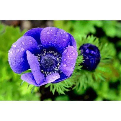 ВОЛШЕБСТВО