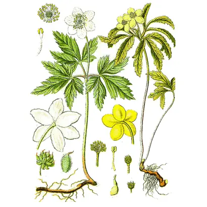 ЛЕСНОЙ РУЧЕЙ