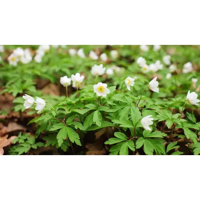 ЛЕТНЯЯ НОЧЬ