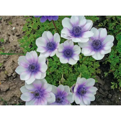 СИНЕГЛАЗКА