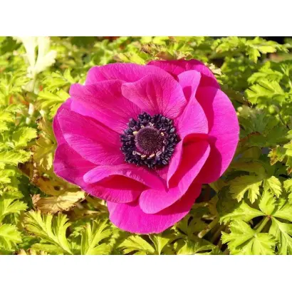 КРАСНАЯ ШАПОЧКА