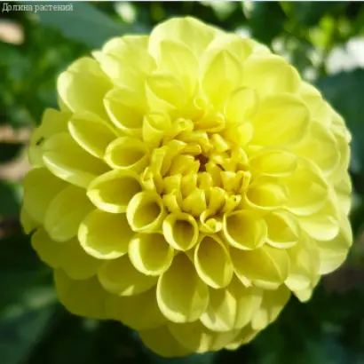 ЗОЛОТАЯ ДОЛИНА