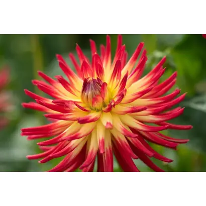 ИСПАНСКИЙ ТАНЦОР