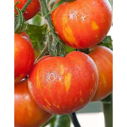 СОЛНЕЧНЫЙ ДЕСАНТ