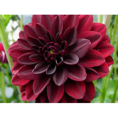 АРАБСКАЯ НОЧЬ