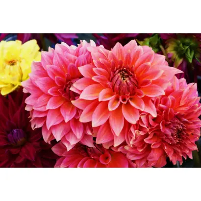 КРАСА ВОСТОКА