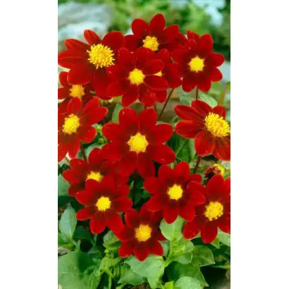 МИГНОН КРАСНЫЙ