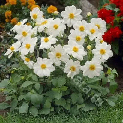 МИГНОН БЕЛЫЙ