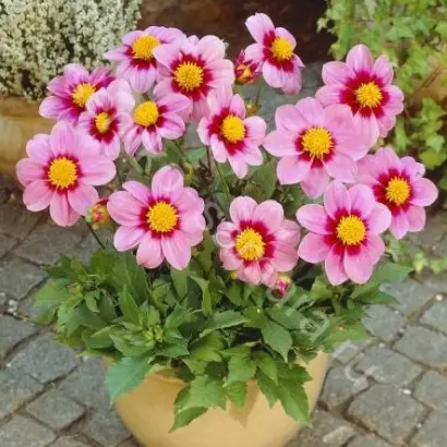 МИГНОН РОЗОВЫЙ