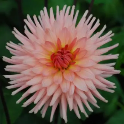 РОУЗ ПРЕФЕРЕНС