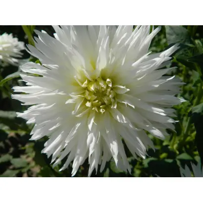 ЗАСНЕЖЕННАЯ РУСЬ