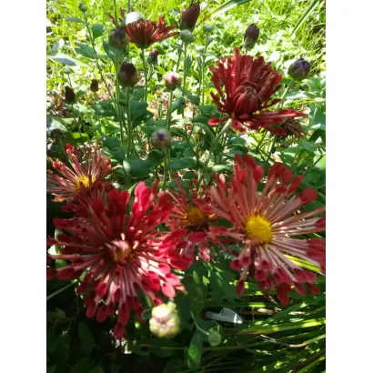 ПРИМА БАЛЕРИНА