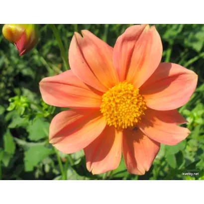 ВЕСЕЛЫЕ РЕБЯТА СВЕТЛО-ОРАНЖЕВЫЕ