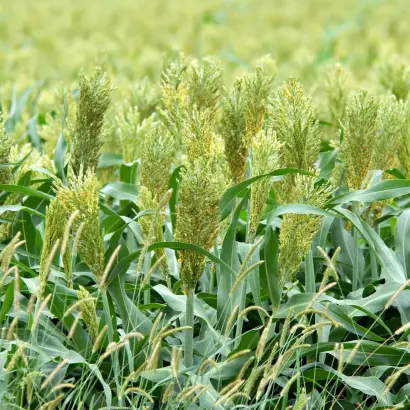 ТАШЕБИНСКАЯ