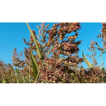 КОНСТАНЦИЯ