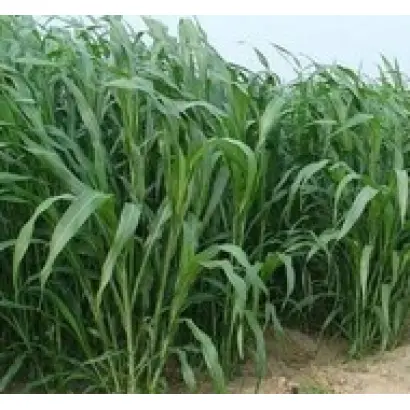 КИНЕЛЬСКАЯ 100