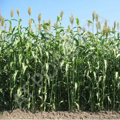 КАМЫШИНСКАЯ 51