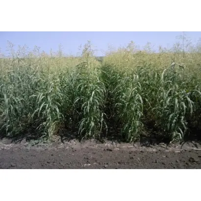 МЕЧТА ПОВОЛЖЬЯ