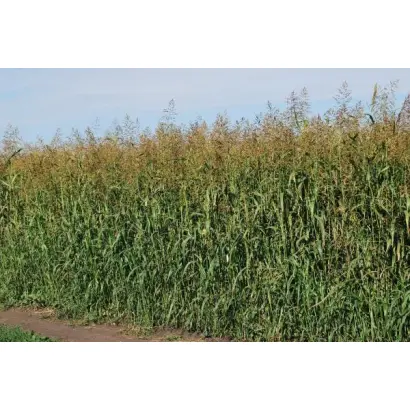 НОВОСИБИРСКАЯ 84