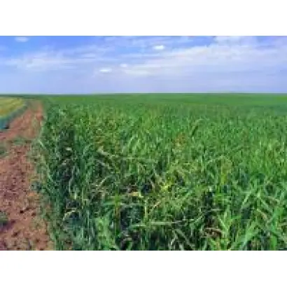 ЧИШМИНСКАЯ РАННЯЯ