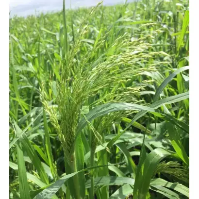 ЮБИЛЕЙНАЯ 20