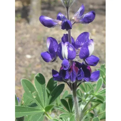 МАНОВИЦКИЙ