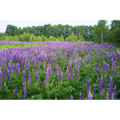 ДЕСНЯНСКИЙ