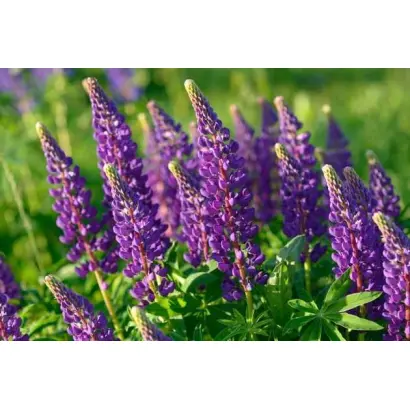 БРИГАНТИНА