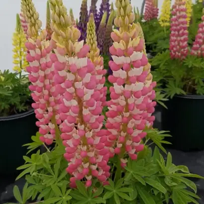 ДЕМИДОВСКИЙ