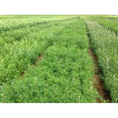 НЕМЧИНОВСКИЙ 846