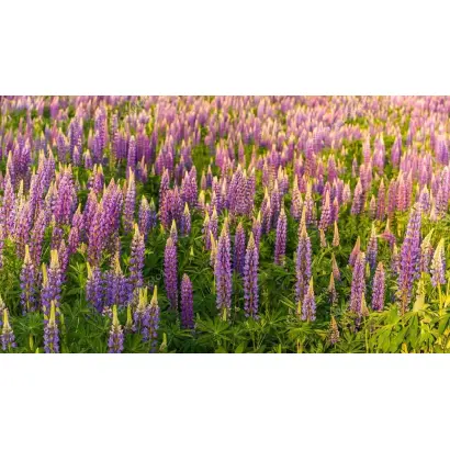 ФЁДОРОВСКИЙ