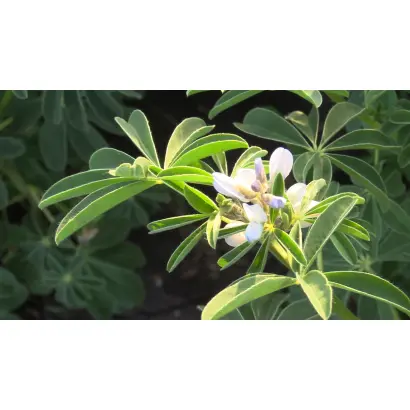 БЕЛОРОЗОВЫЙ 144