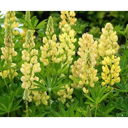 БРЯНСКИЙ КОРМОВОЙ