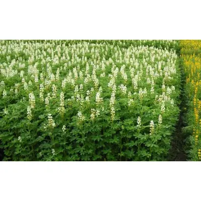 БРЯНСКИЙ СИДЕРАТ