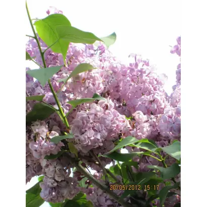 ДОЧЬ ТАМАРА