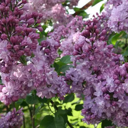 ЗАЩИТНИКАМ МОСКВЫ