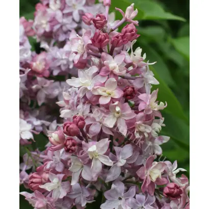 ФЕДЕРИКО ГАРСИА ЛОРКА