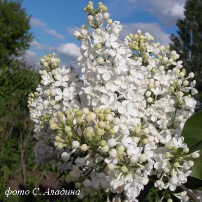 ТАТЬЯНА ПОЛЯКОВА