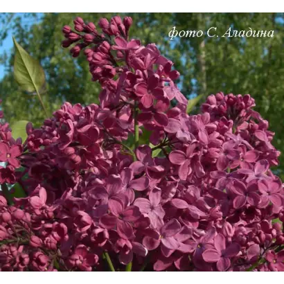 ДЕНЬ ПОБЕДЫ