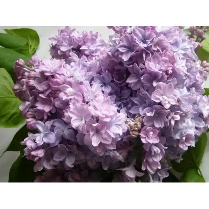 МАРШАЛ КОНЕВ