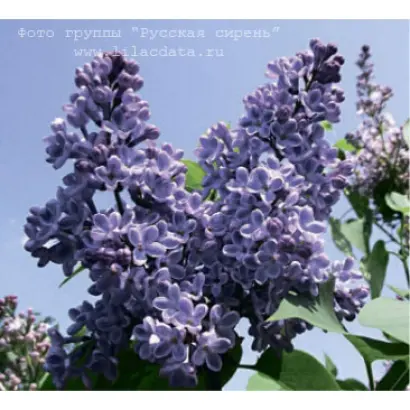 СИНЕНЬКИЙ СКРОМНЫЙ ПЛАТОЧЕК